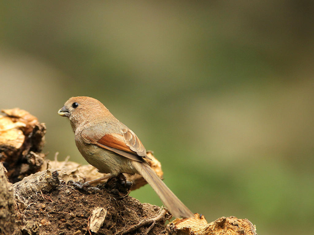 红头鸦雀指名亚种