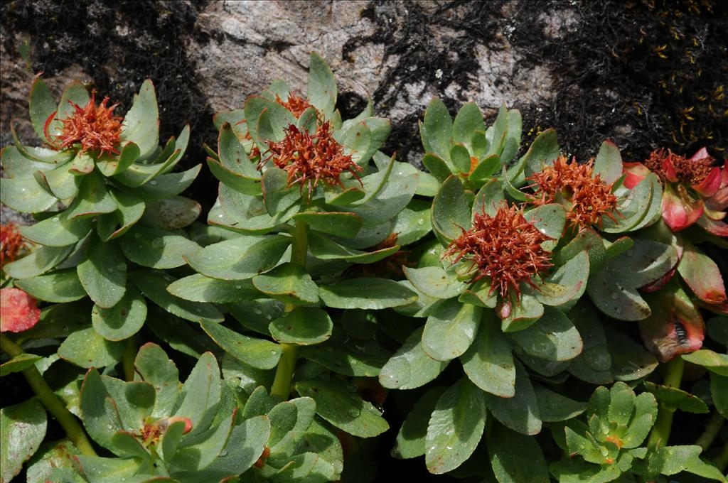  p>大花红景天(学名: i>rhodiola crenulata /i> (hook. f. et thoms.