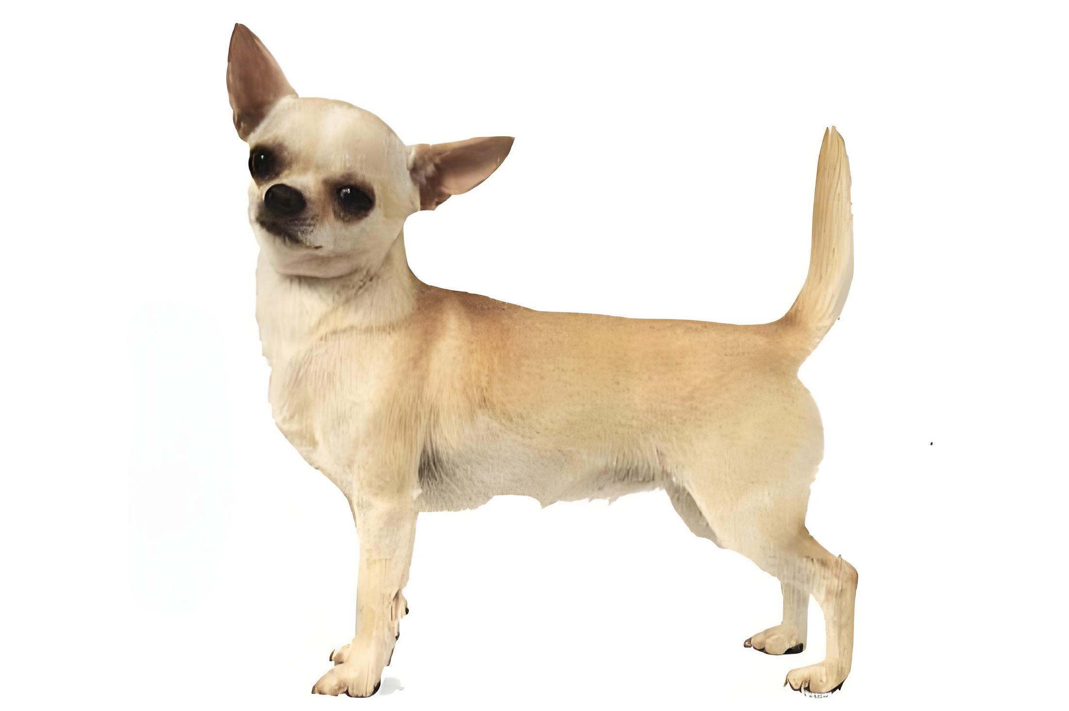 顺毛型吉娃娃犬