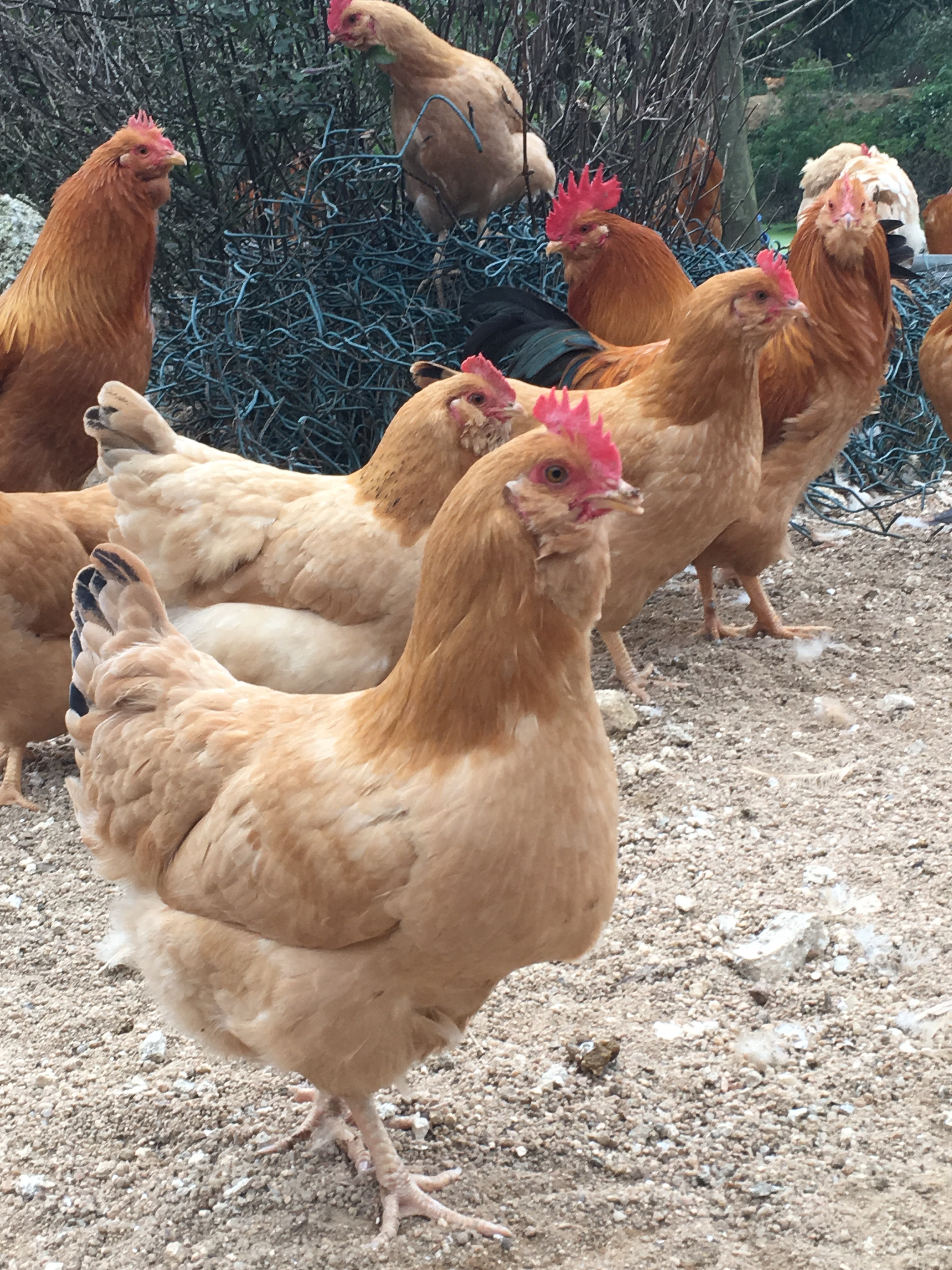  p>龙门三黄胡须鸡, a target="_blank" href="