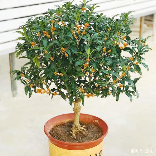 秋天养殖桂花，想香飘十里？室内盆栽切中5点，没问题！_百科TA说