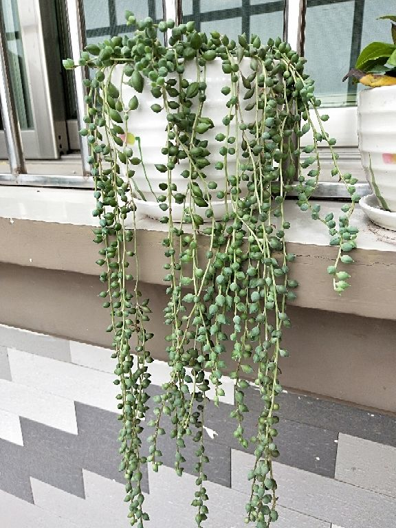 4种吊兰花，春天开花正盛，还有一种能食用_百科TA说