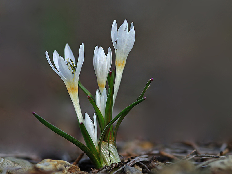 是百合目,秋水仙科的一属植物.