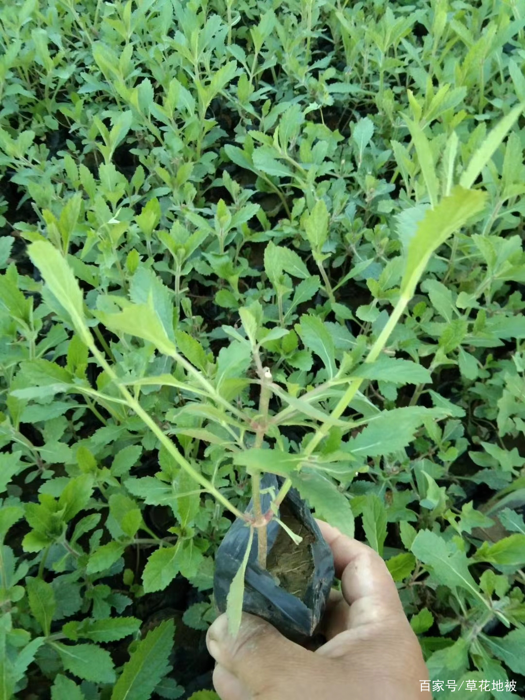 花海系列 柳叶马鞭草 百科ta说