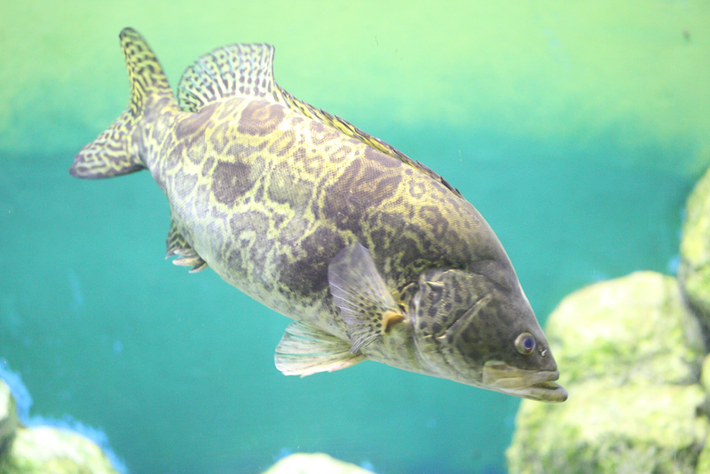  p>鳜(学名: i>siniperca chuatsi /i>)是鮨科,鳜属的鱼类.