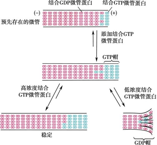 微管（具有极性的细胞骨架）_百度百科