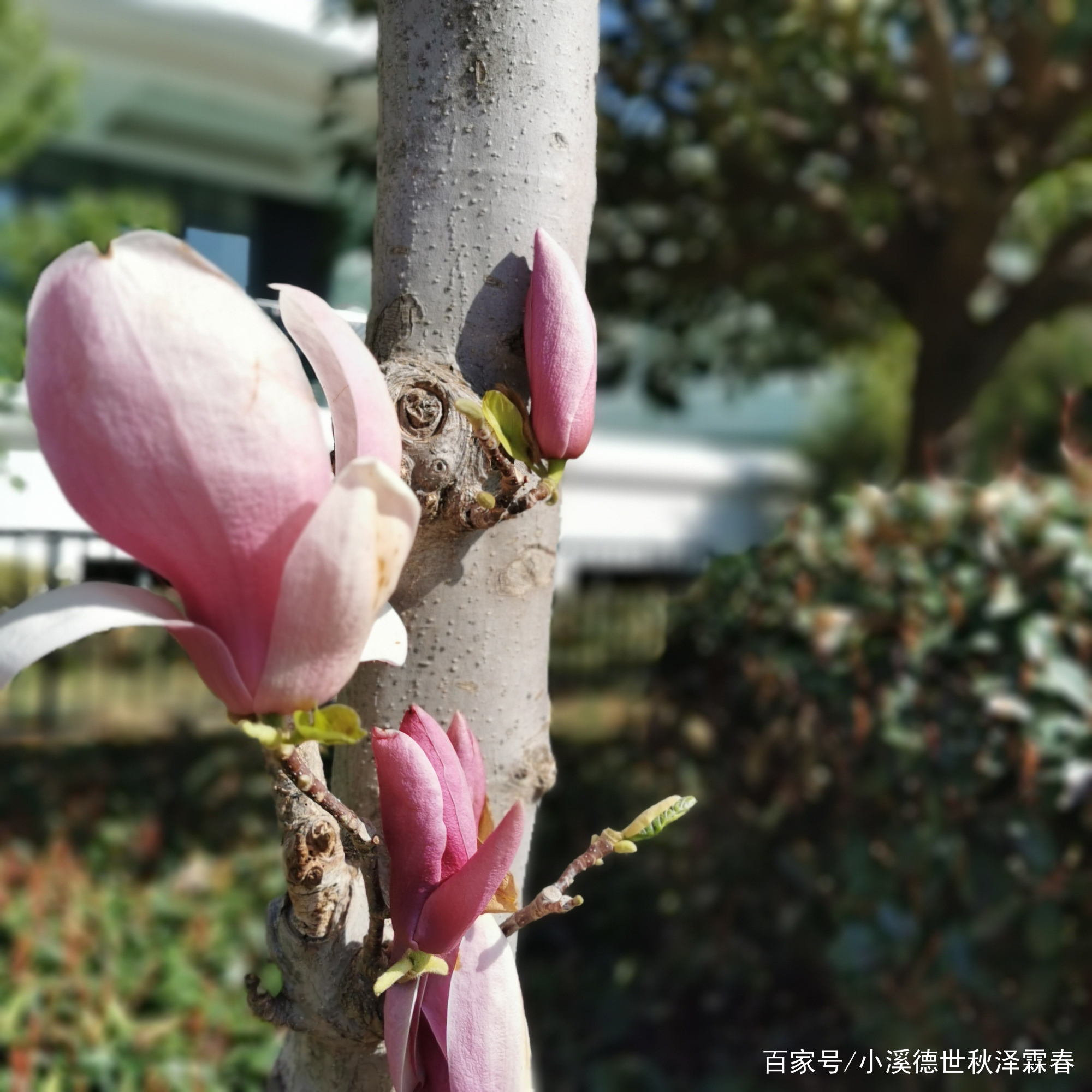 玉兰花开始长叶了_百科TA说