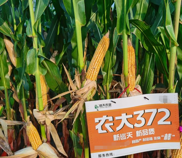 农大372