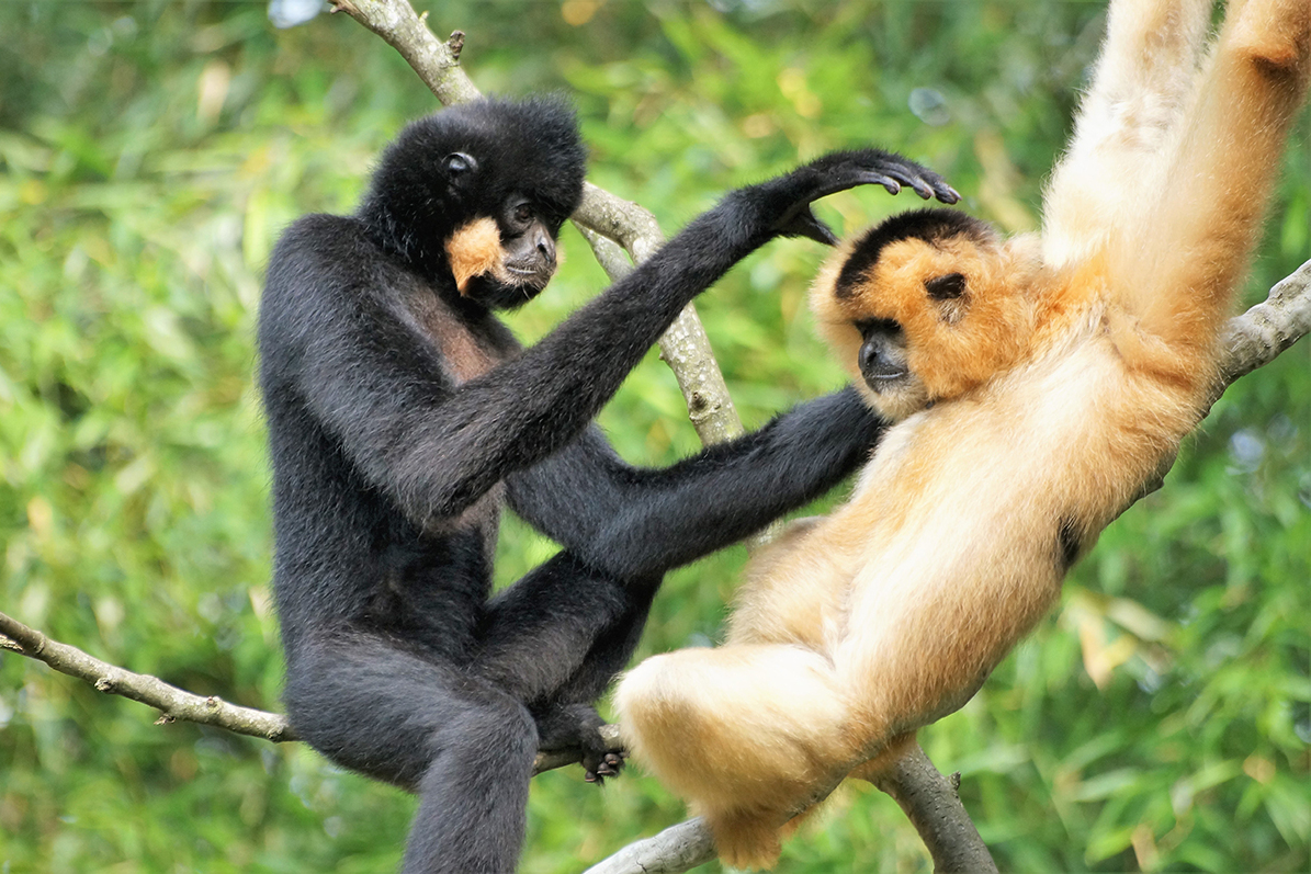  p>黑冠长臂猿属(学名: i>nomascus /i>):是灵长目,长臂猿科下的一属