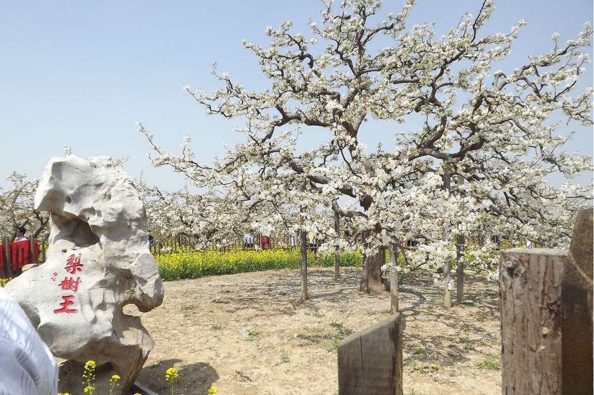 冠县冠州梨园风景区