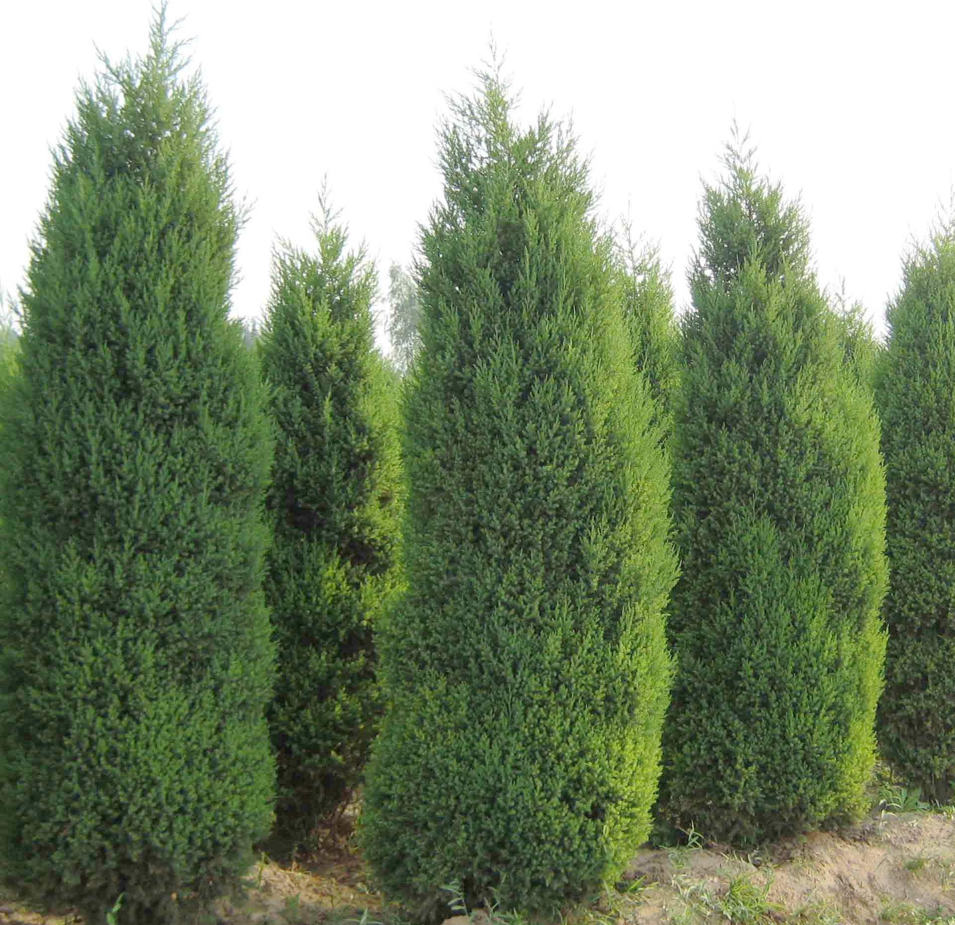 柏科柏木属乔木,其树木高大;树皮淡褐灰色;小枝细长下垂,绿色;较老