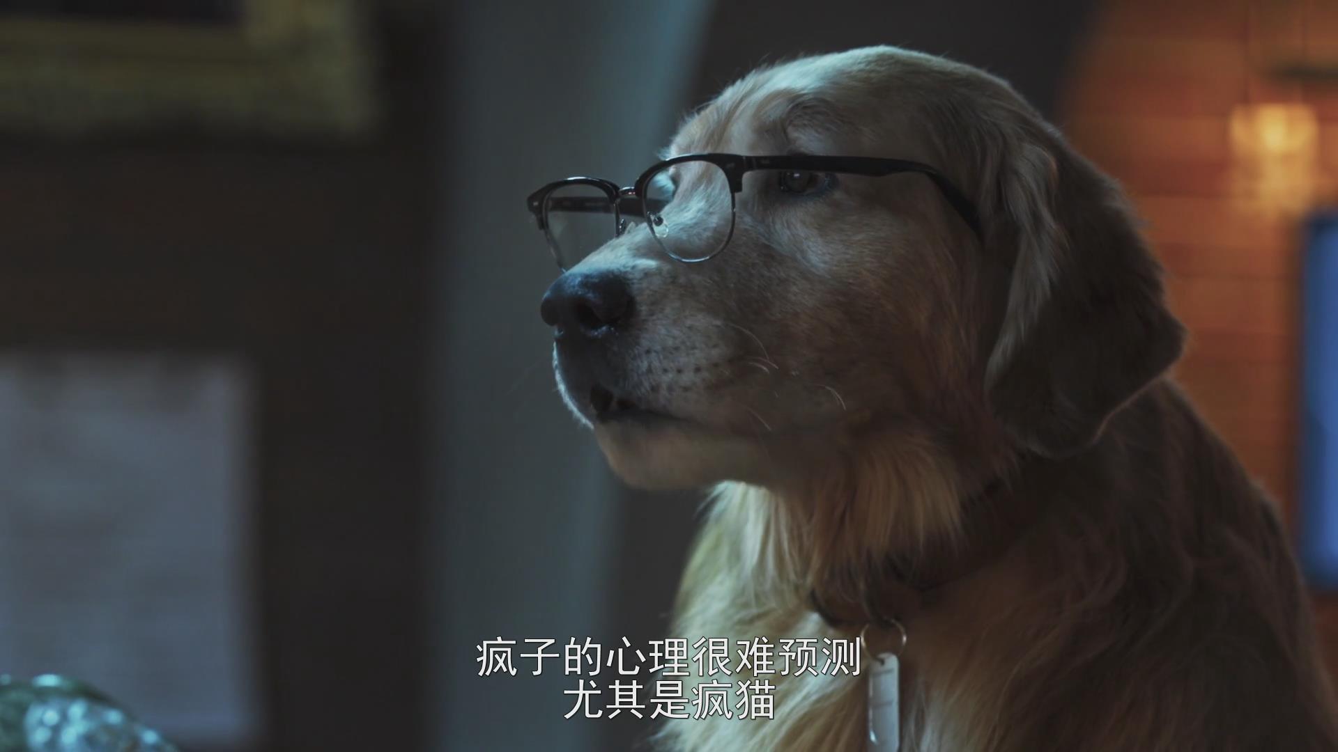 猫狗大战3:爪爪集结!