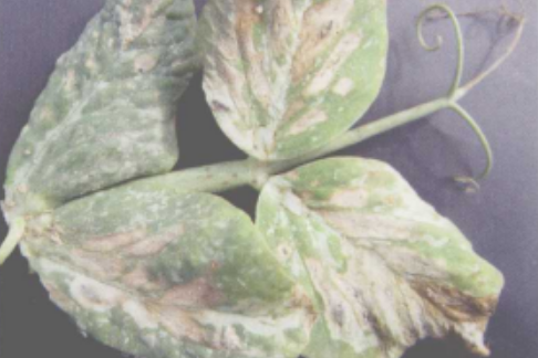豌豆霜霉病