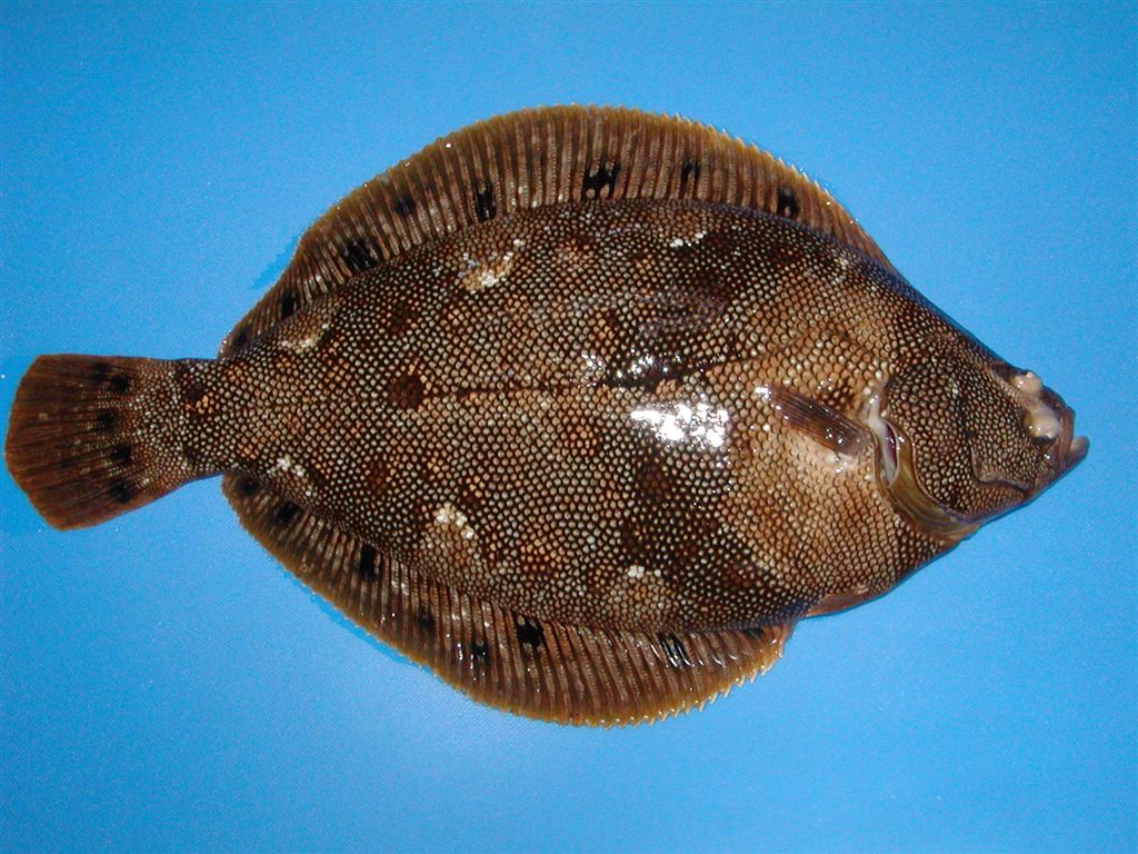 体长可达410毫米.