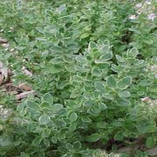 Thymus vulgaris 'Argenteus'_百度百科