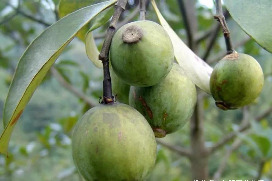 4wurai">木竹果:亦名 a target="_blank" href="/item/山竹子/754535"