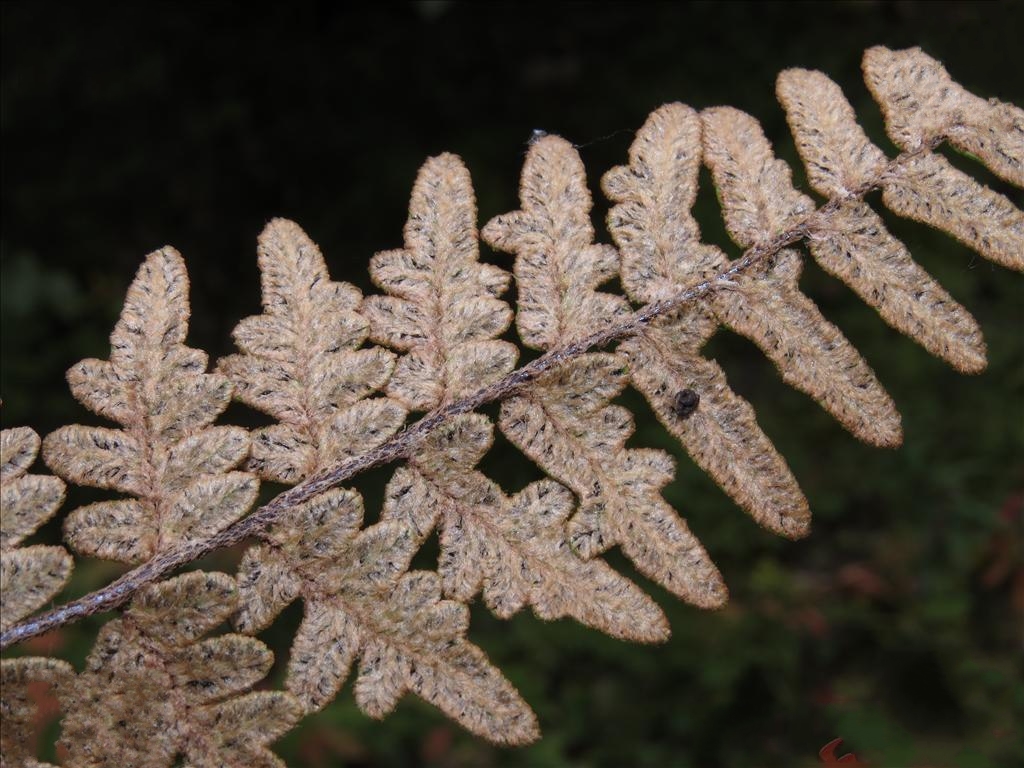 裸蕨属旱生中形 a href="#" data-lemmaid="7638032">蕨类 /a>植物