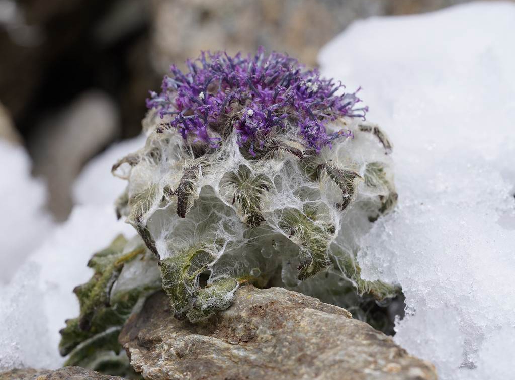  p>雪兔子(学名: i>saussurea gossipiphora /i> d.