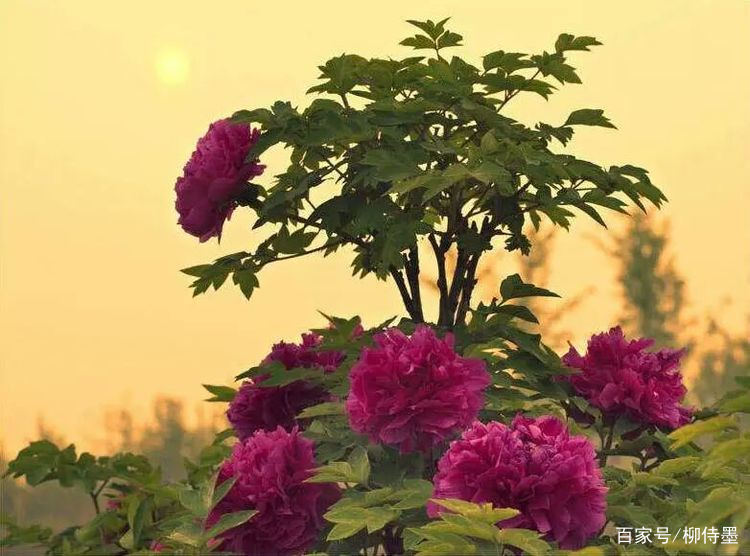 抓住春天的尾巴 暮春时节不是只有落花 还有这3种花儿值得拍呢 百科ta说