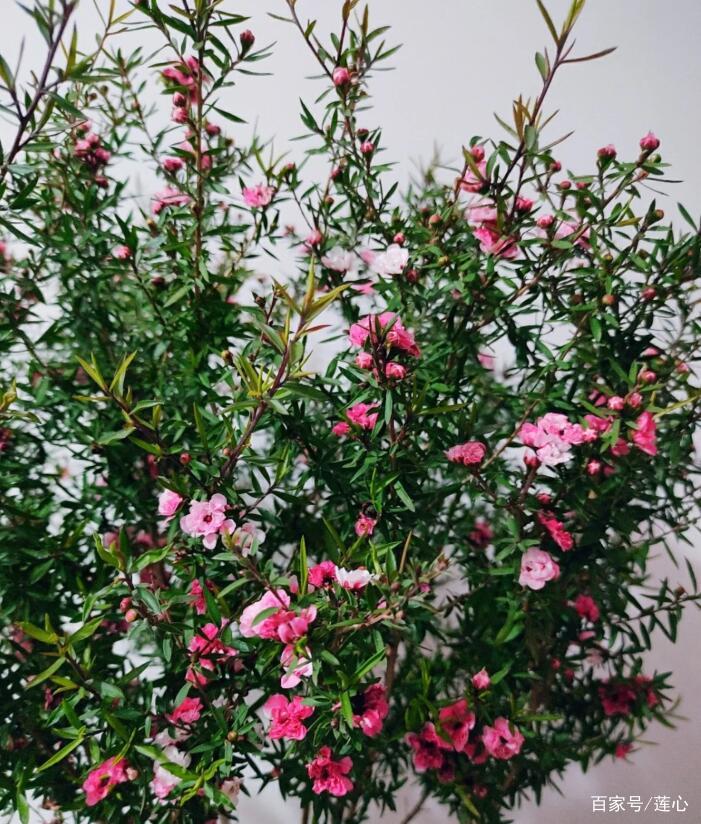 一款双旦节适合搬回家的开花小机器——松红梅_百科TA说