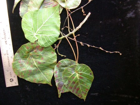 Macaranga huahineensis_百度百科