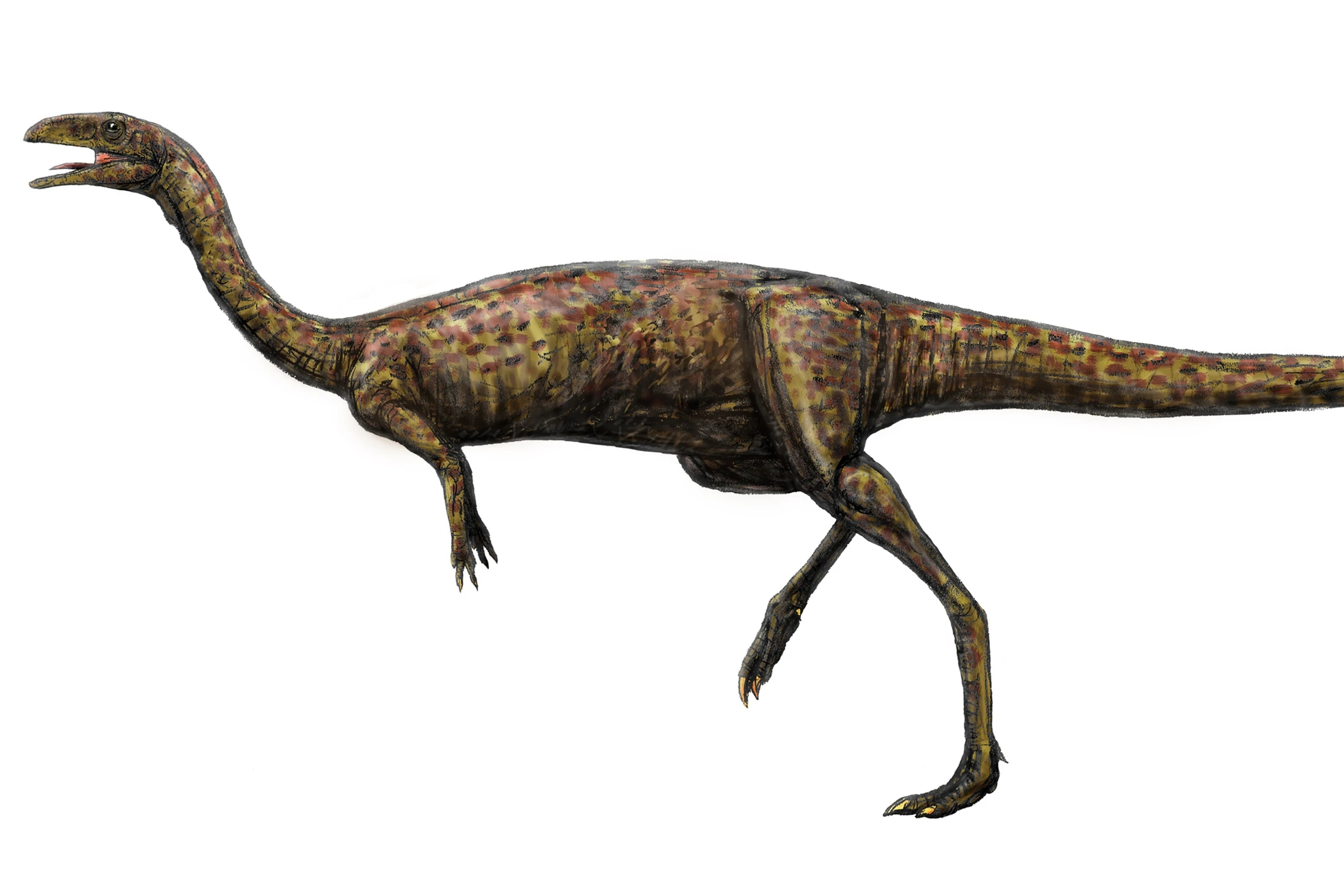  p>轻巧龙,意为"重量轻的蜥蜴",是种素 a target="_blank" href="