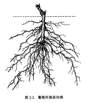 葡萄扦插苗的根