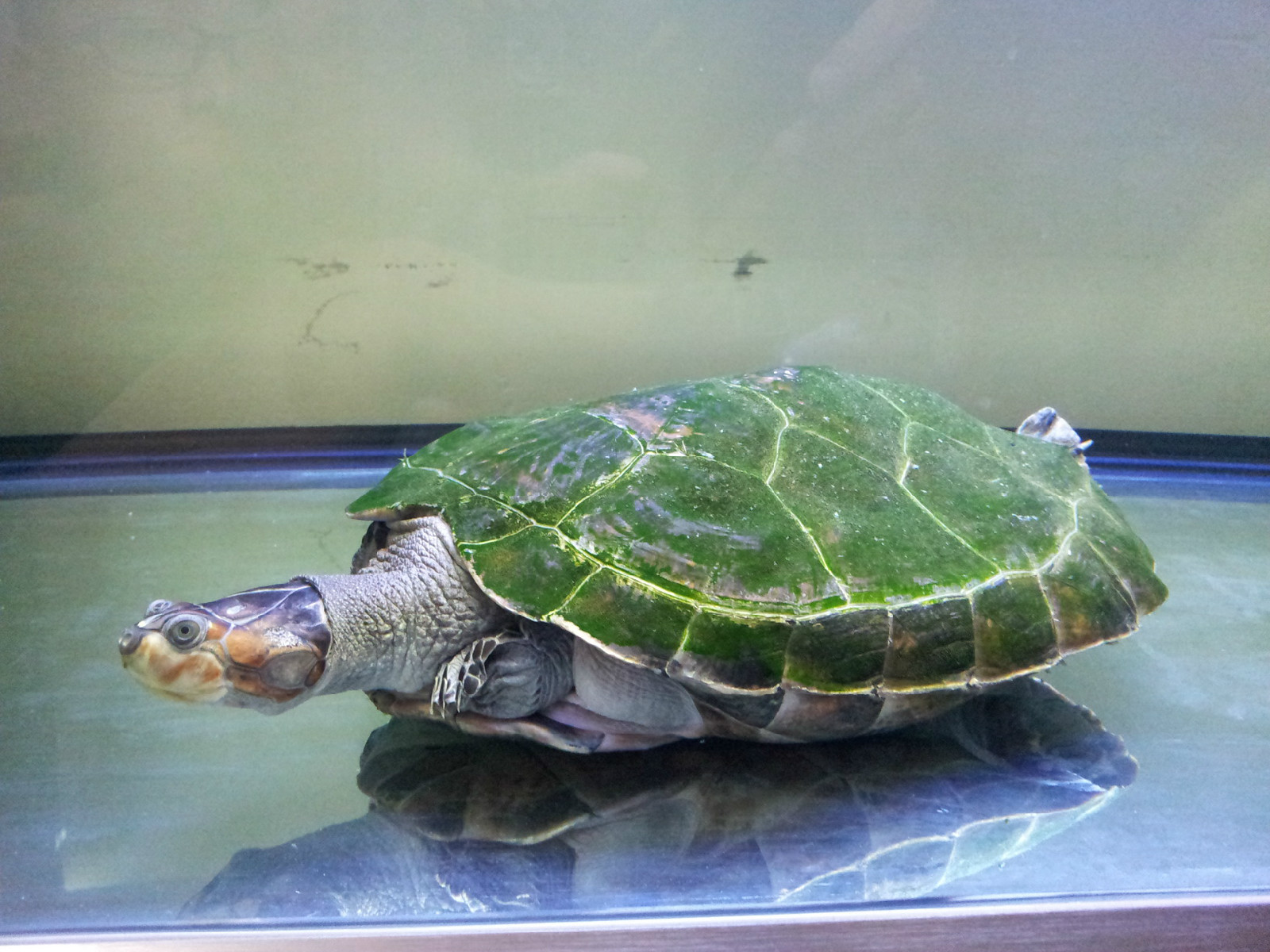 颈龟(学名: i>podocnemis unifilis /i>)是侧颈龟科,南美侧颈龟属动物