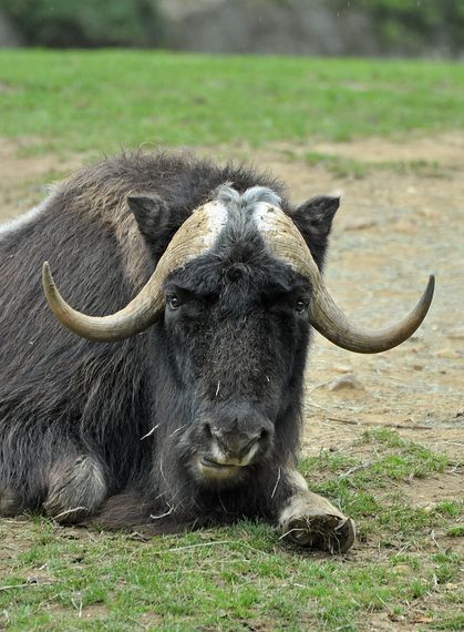  p>麝牛(学名: i>ovibos moschatus /i>):偶蹄目,牛科,麝牛属下的一种