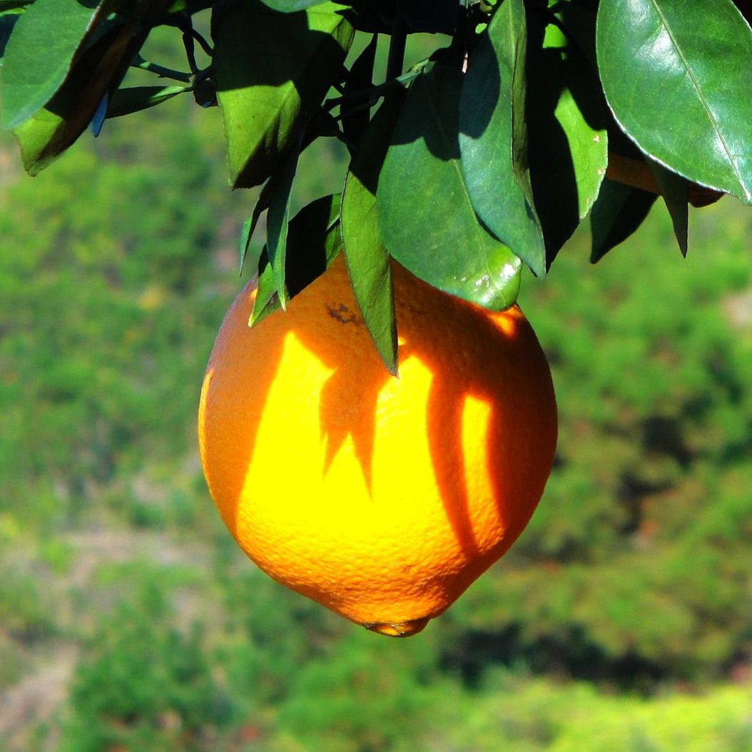 citrus sinensis osbeck