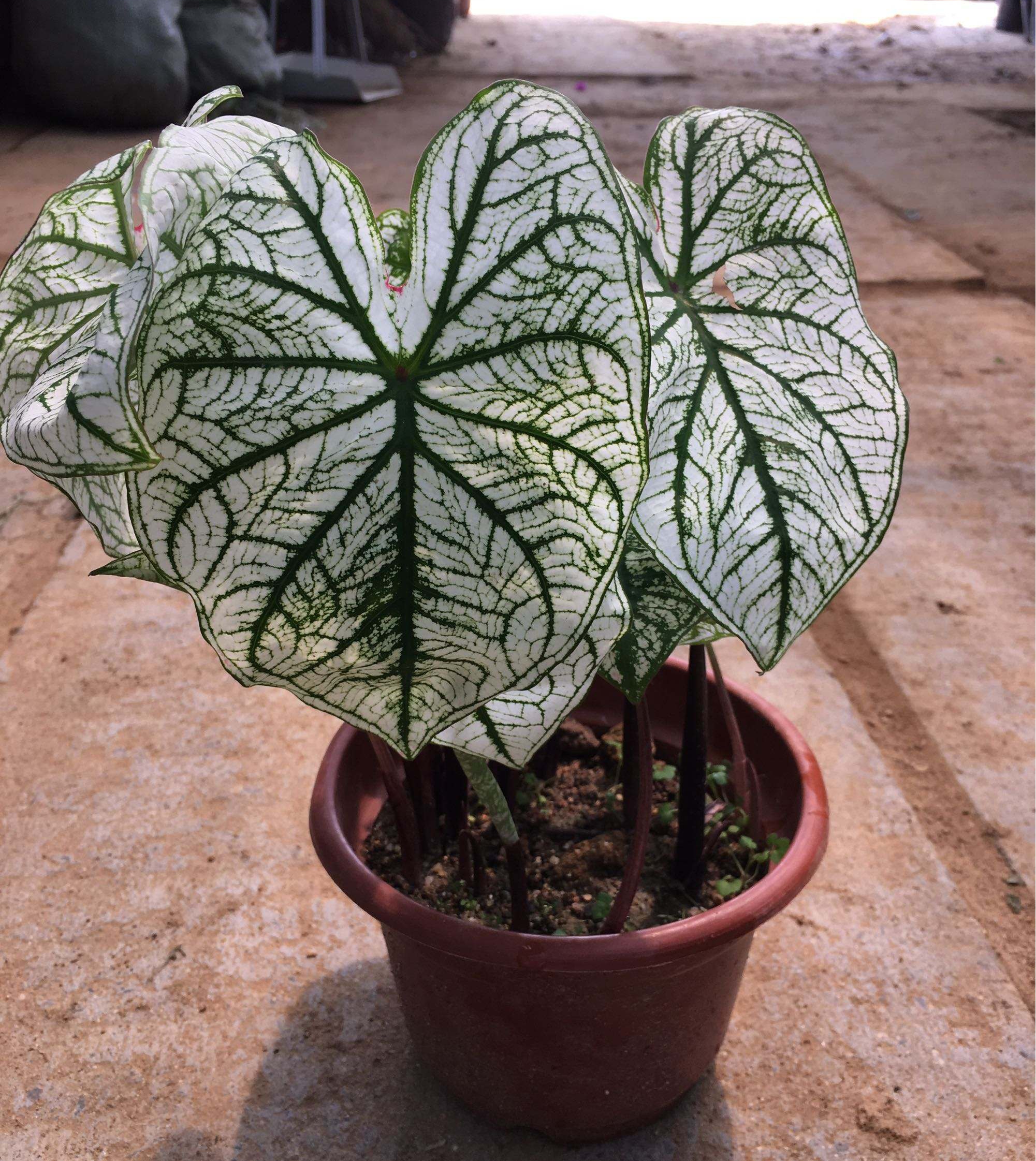 花叶芋