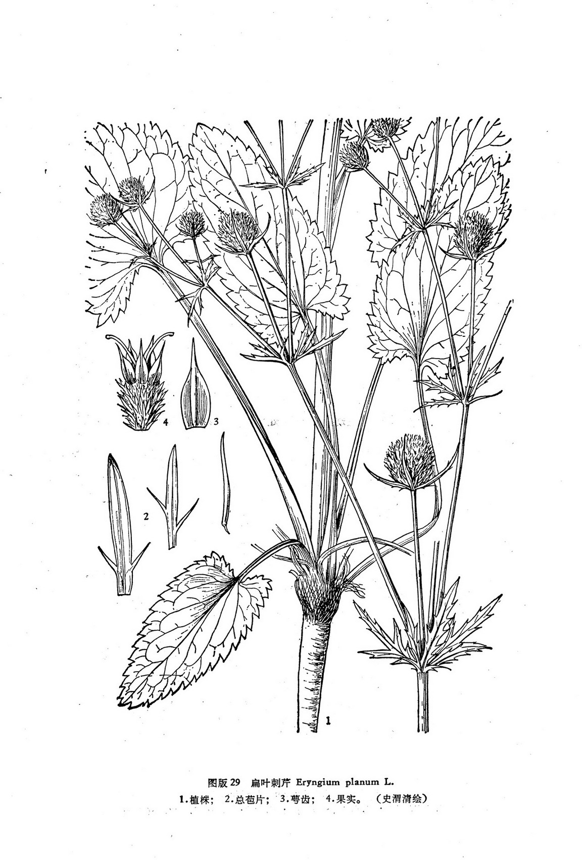  p>扁叶刺芹是 a href="#" data-lemmaid="8249341">伞形科 /a>, a