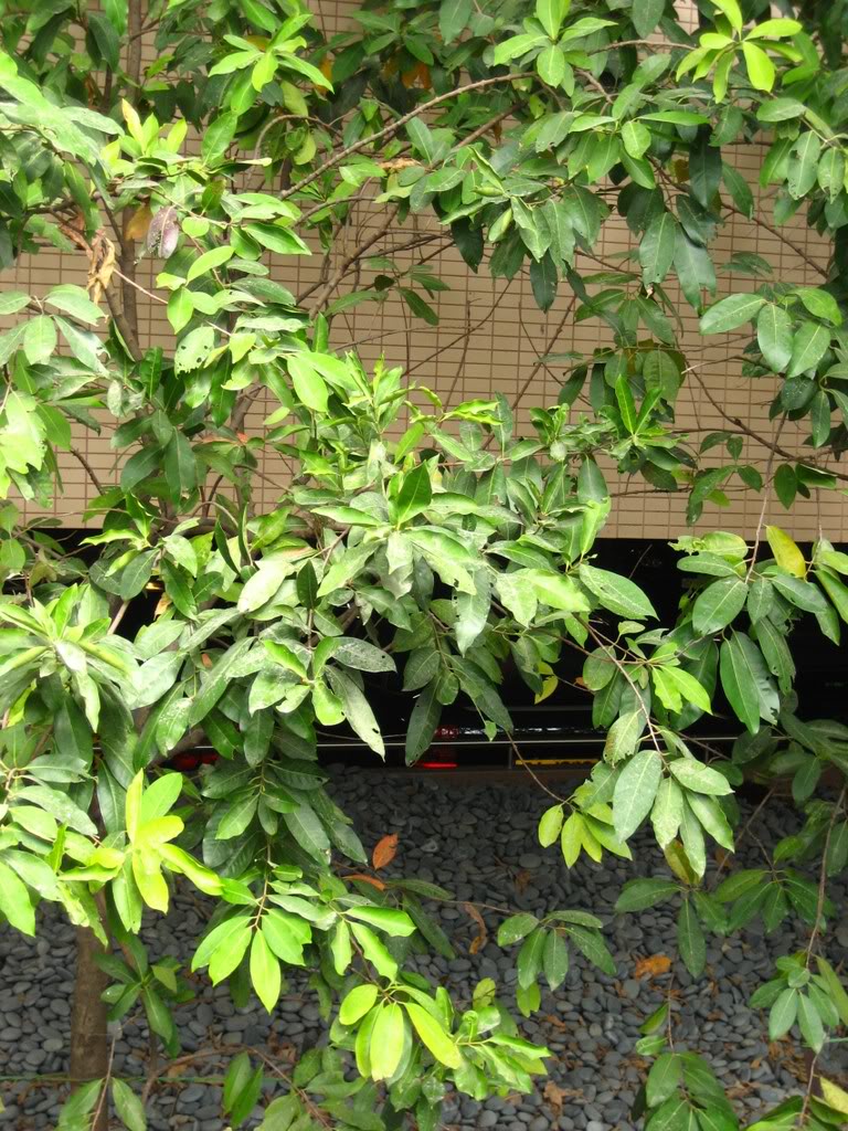  p>大叶水榕(学名: i>ficus glaberrima /i> bl. bijdr.