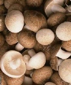  p>雀斑蘑菇又称雀斑菇,子实体小或中等大.