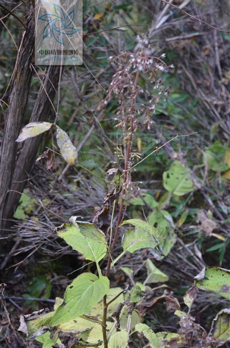  p>密花合耳菊(学名:synotis cappa)是菊科合耳菊属的植物.
