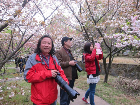 樱花