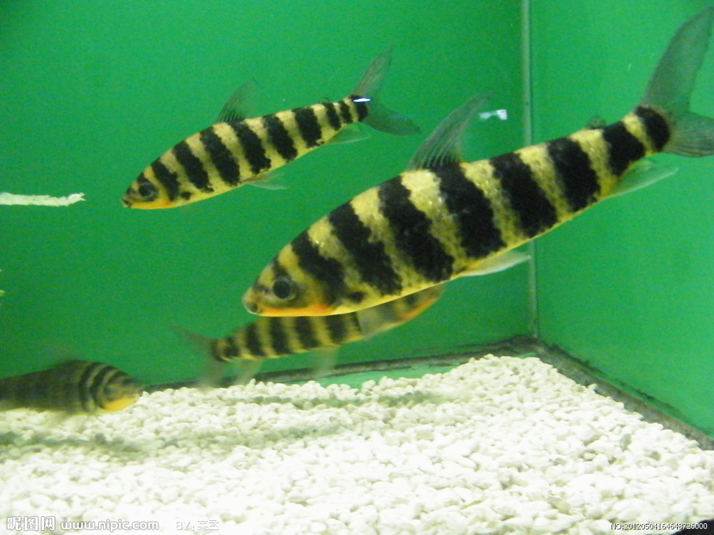  p>水生动物(aquatic animal)是指主要在水中生活的动物.