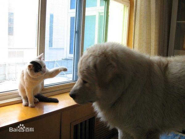 鞭打绣球