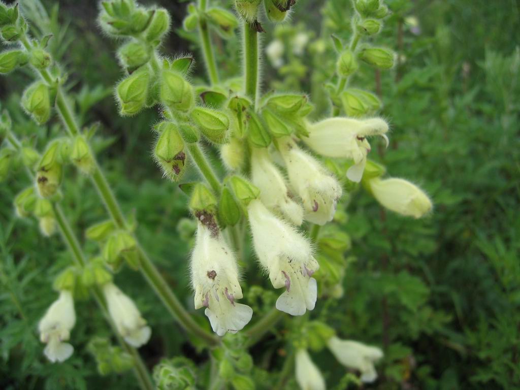  p>雪山鼠尾草(学名:salvia evansiana)为唇形科 a target="_blank"