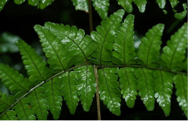 贵州鳞毛蕨