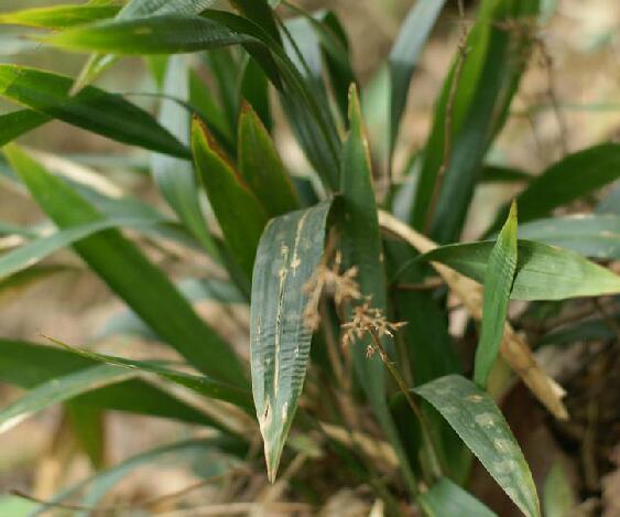  p>宽叶薹草(学名: i>carex siderosticta /i> hance)是莎草科薹草属