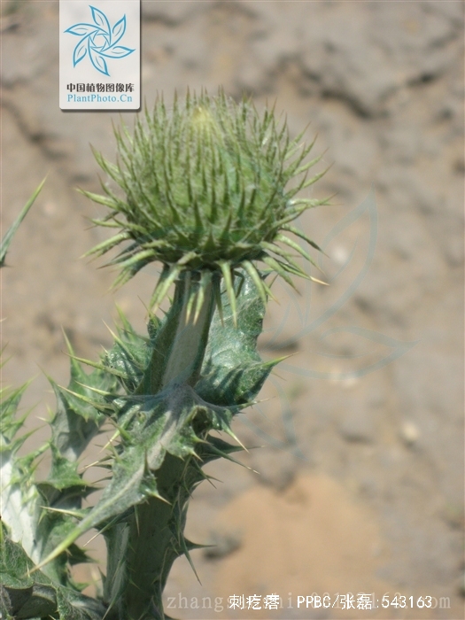 olgaea tangutica
