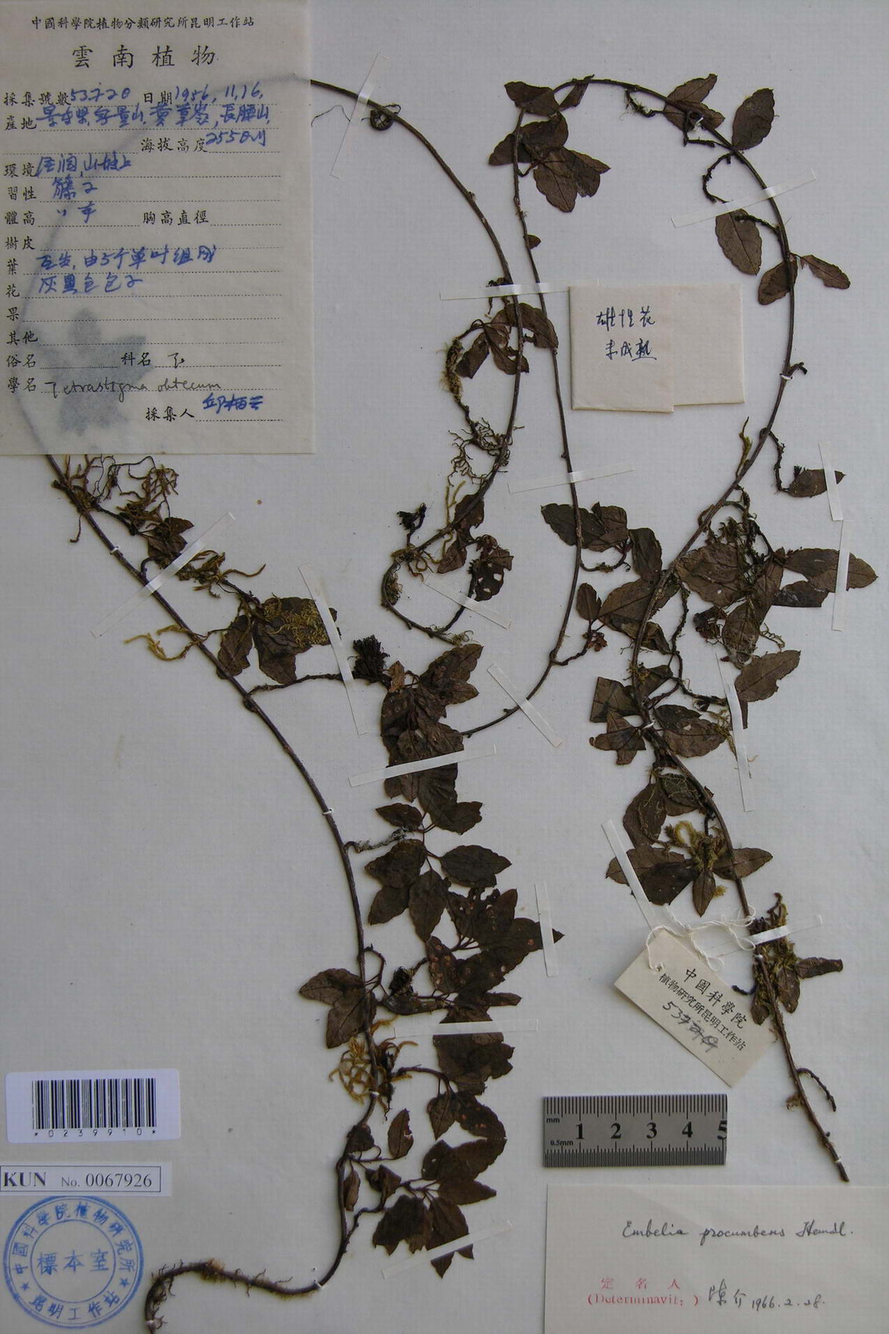  p>酸藤子( a href="#" data-lemmaid="8074290">学名 /a>:embelia