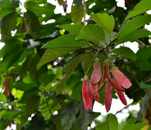  p>东京龙脑香(学名: i>dipterocarpus retusus /i> bl.