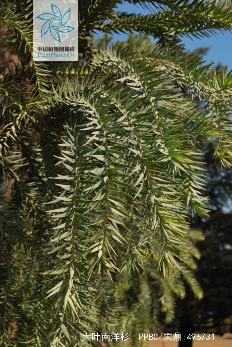 是南洋杉科南洋杉属植物,乔木,在原产地高达50米,胸径达1米;树皮厚