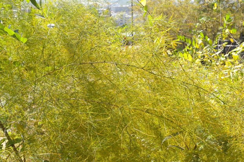  p> b>南玉带 /b>是 a href="#" data-lemmaid="6632464">天门冬科 /a