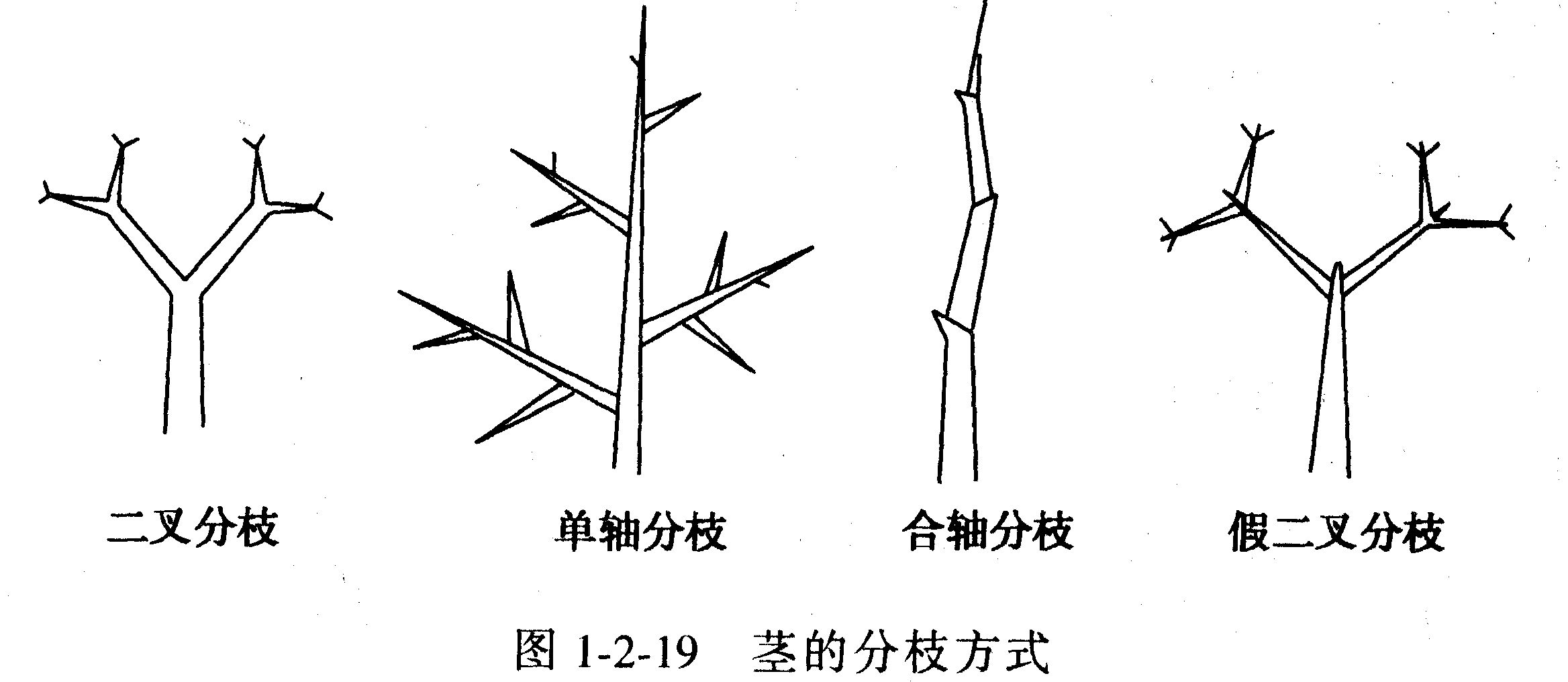  p>分枝(branch)是指程序运行时需要改变的节点.