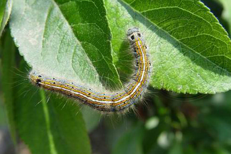  p>天幕毛虫, i>malacosoma neustria testacea /i> motsch,为 a href