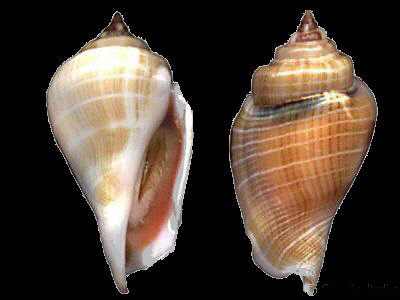 白驼背凤凰螺