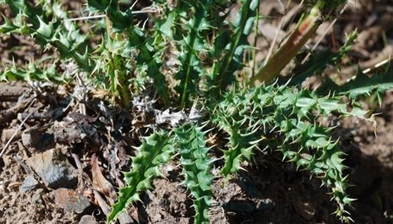  p>青海刺参(学名:morina kokonorica hao) a href="#" data-lemmaid=